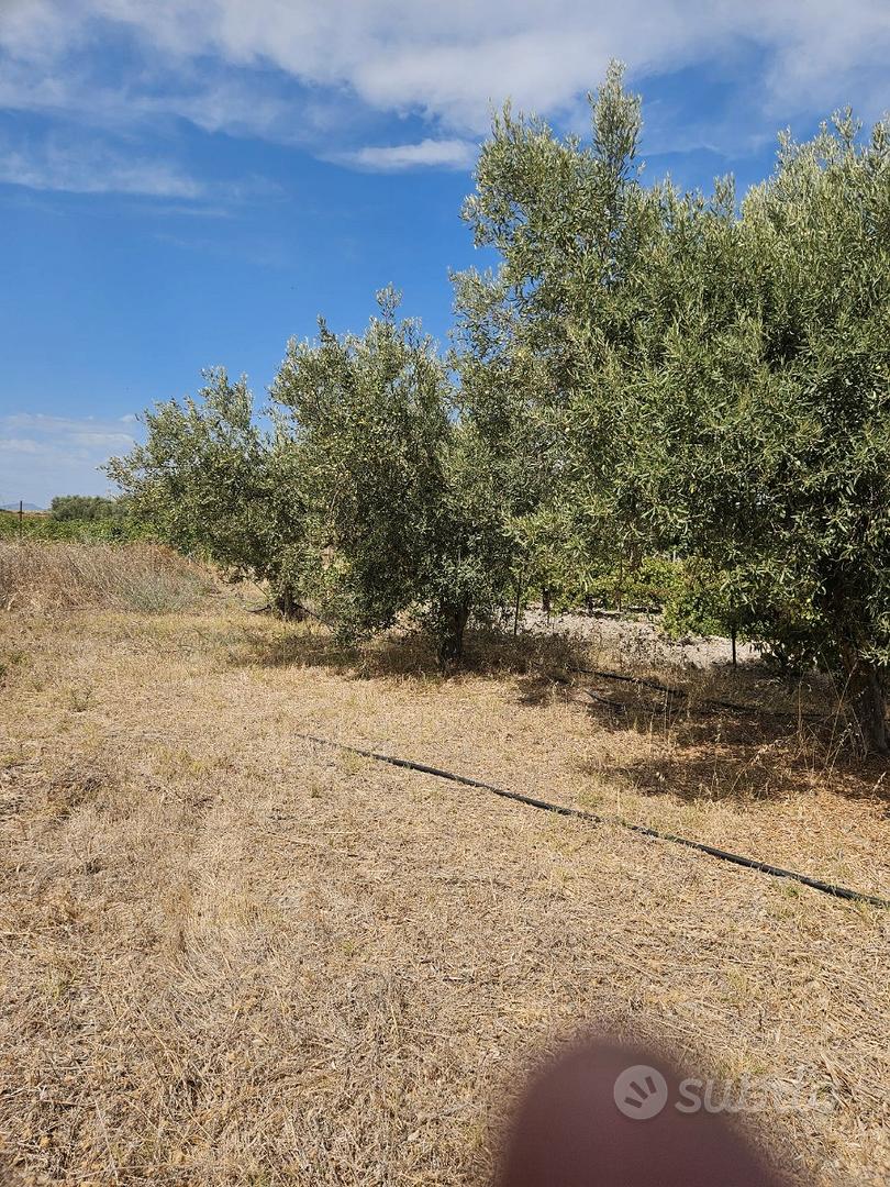 Terreno agricolo Località S. Sesulu - Vista 4