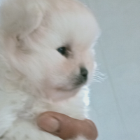 Spitz Pomerania bianco