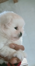 Spitz Pomerania bianco