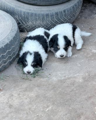 Cuccioli di cane meticci 60 gg no vax