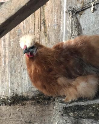 Gallo moroseta