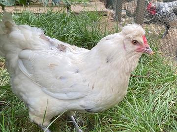 Gallina