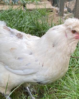 Gallina
