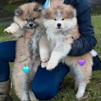 Akita inu cuccioli pelo lungo