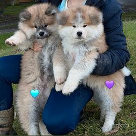 Akita inu cuccioli pelo lungo
