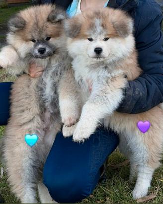 Akita inu cuccioli pelo lungo