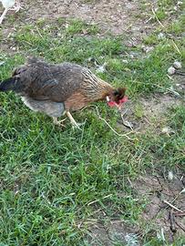 Galline Legbar