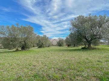 TER. AGRICOLO A VETRALLA