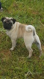 Carlino da monta