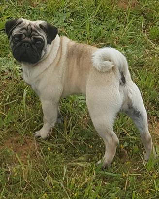 Carlino da monta