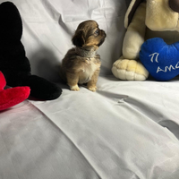 Cgy chihuahua pechinese mini toy