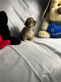 Cgy chihuahua pechinese mini toy