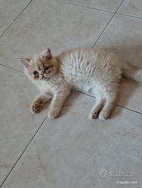 Gattini esotico