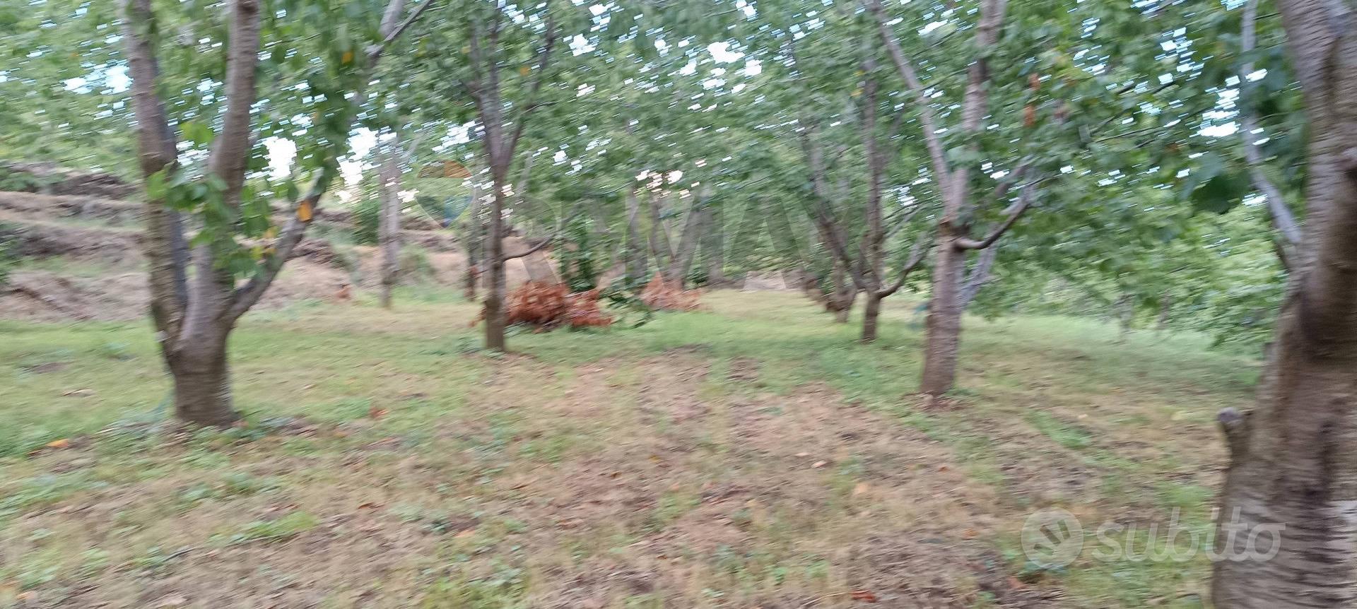 Terreno - Sant'Alfio - Vista 3
