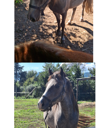 Pony puledri