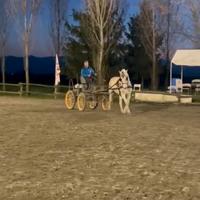 Cavallo spagnolo