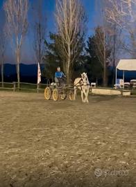 Cavallo spagnolo