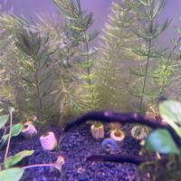 Ceratophyllum Demersum