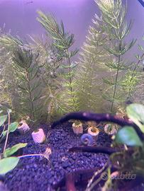Ceratophyllum Demersum
