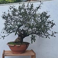 Bonsai leccio 