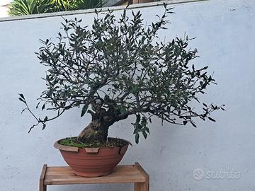 Bonsai leccio 