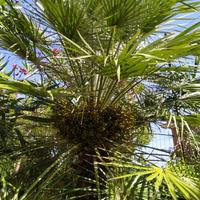 Palma di San Pietro Chamaerops humilis cm 300