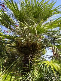 Palma di San Pietro Chamaerops humilis cm 300