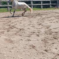 Cavallo spagnolo