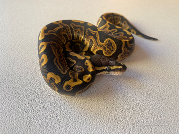 Serpente, pitone reale, python regius