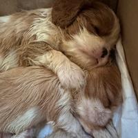 Cuccioli maschi cavalier king