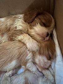 Cuccioli maschi cavalier king