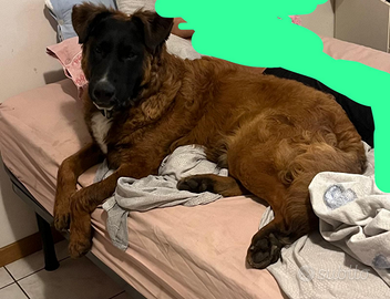 Incrocio pitbull maremmano