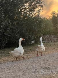 Oche bianche