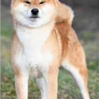 Super Cuccioli Shiba Inu da Allevamento
