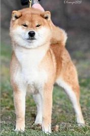 Super Cuccioli Shiba Inu da Allevamento