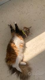 Monta disponibile per la mia maine coon