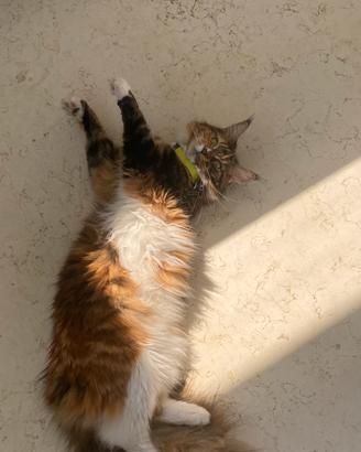 Monta disponibile per la mia maine coon