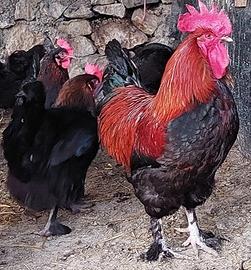 Bionda piemontese-Marans-Australorp-Amrock
