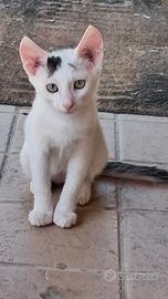 Gattina 