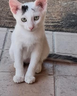 Gattina 