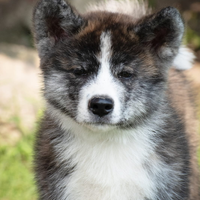 Akita inu