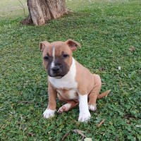 Cucciolo Staffordshire bull terrier
