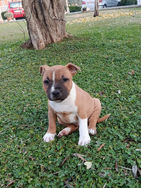 Cucciolo Staffordshire bull terrier