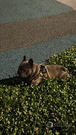 Splendido Bulldog Francese maschio di 5 anni