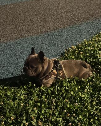 Splendido Bulldog Francese maschio di 5 anni