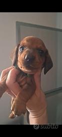 Bassotto cuccioli
