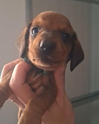 Bassotto cuccioli