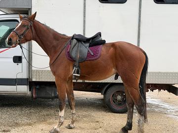 Puledro linea concorso