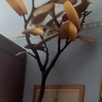 Magnolia   di legno