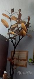Magnolia   di legno
